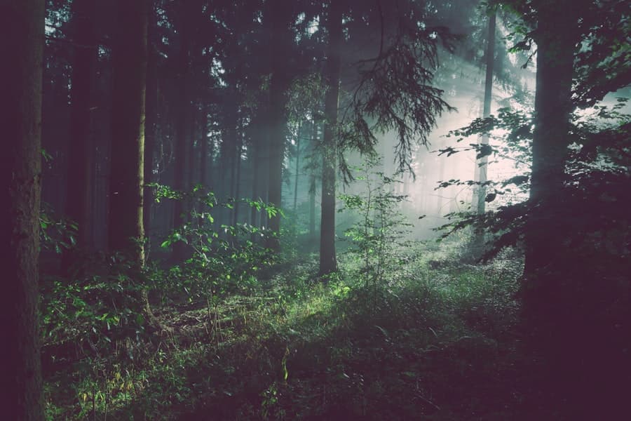 Bosque nativo alrededor de la cabaña Pewén